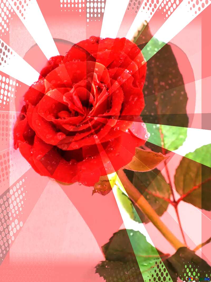  Rose flower card №16883