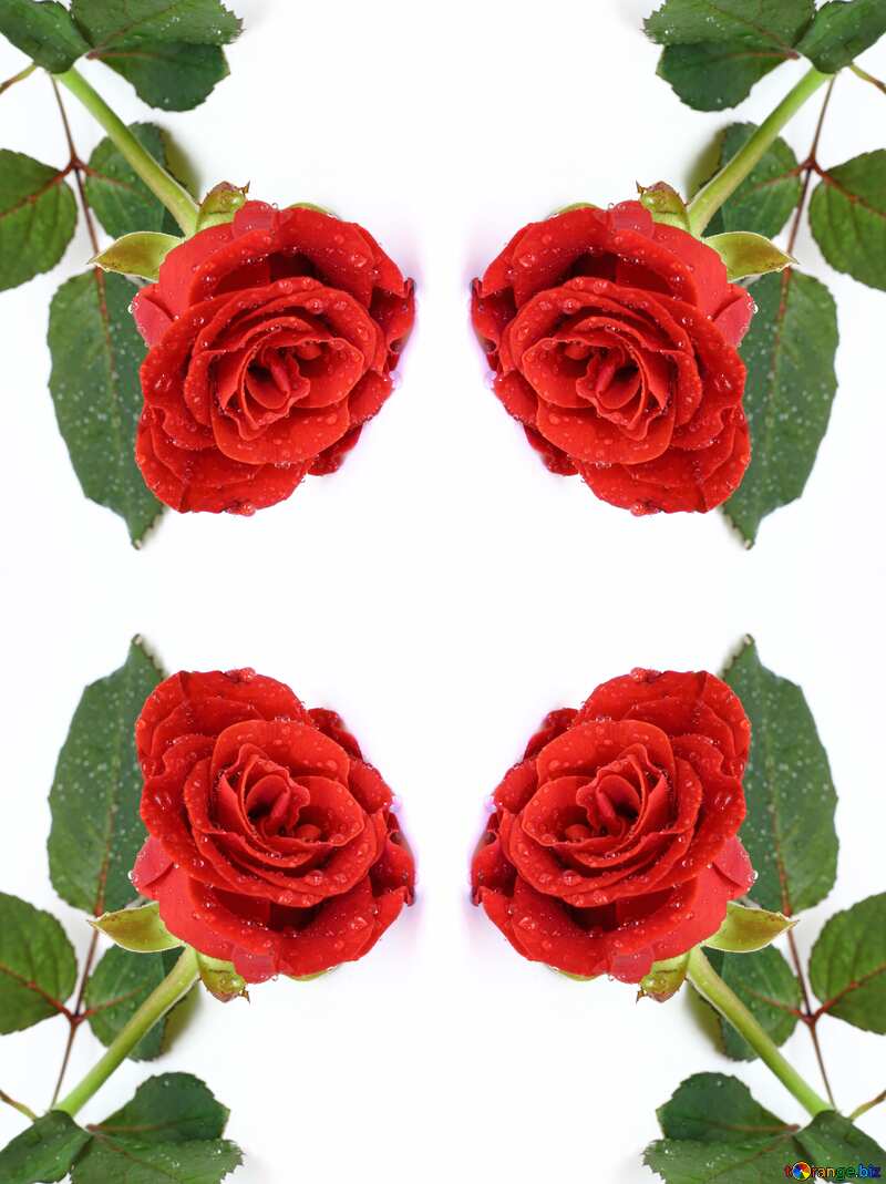 Rose flower  pattern №16883