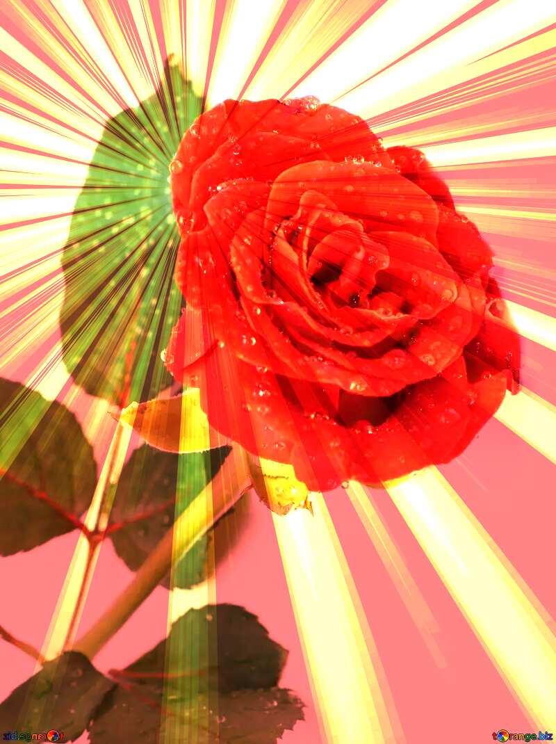 Rose flower drops sunlight rays №16883