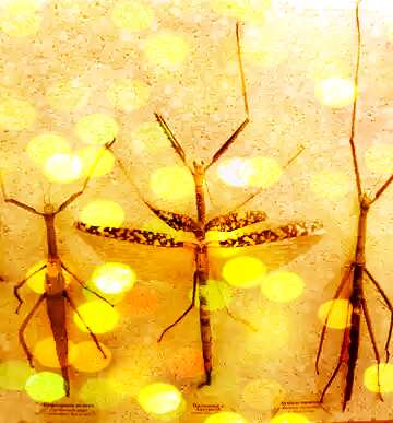 FX №157356  Insect stick bokeh background
