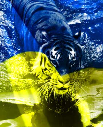 FX №157755 Beautiful Ukraine tiger