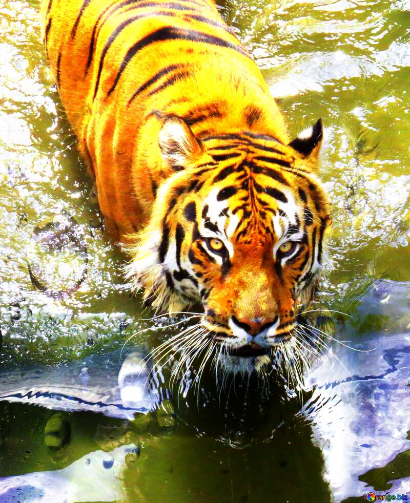 Beautiful tiger glass drops water №45016