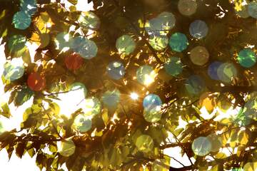 FX №159180 sunlight through leaves bokeh  background