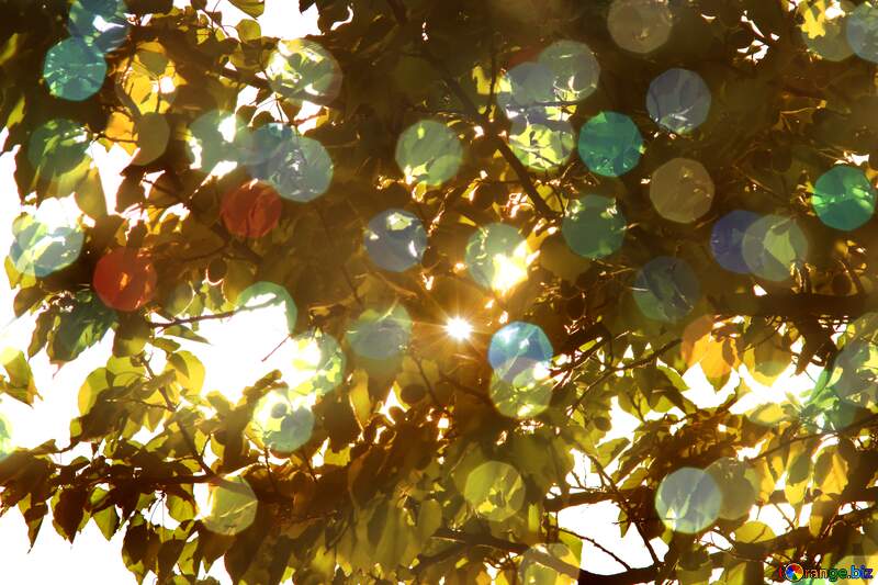 sunlight through leaves bokeh  background №1940