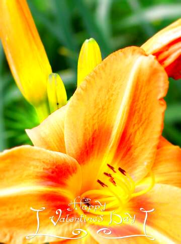FX №16977 orange flower closeup happy valentines day card
