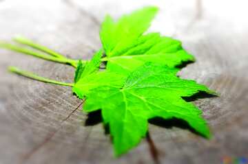 FX №16598 Leaves on wooden background blur frame