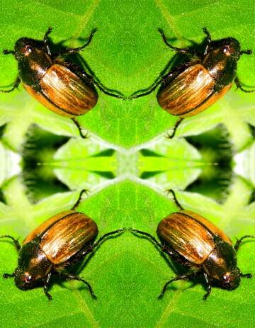 FX №16080 Beetle pattern