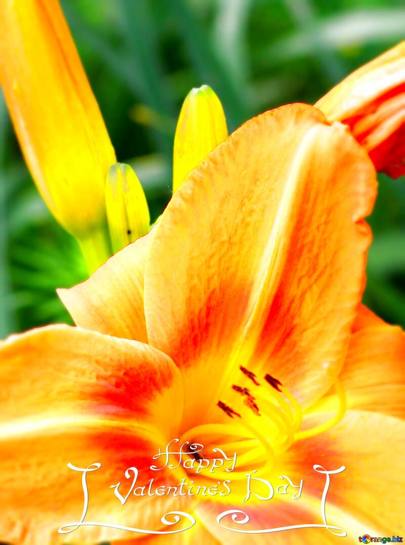 orange flower closeup happy valentines day card №46815