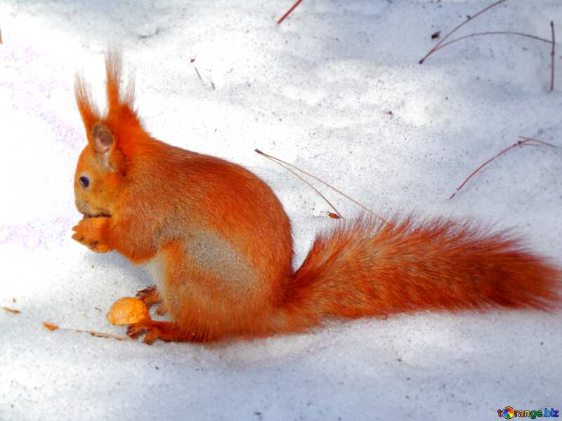 Winter squirrel №19468