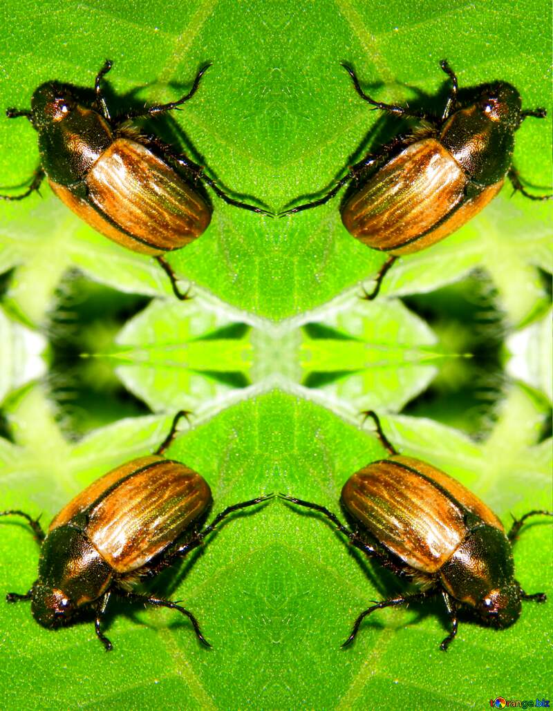 Beetle pattern №33857
