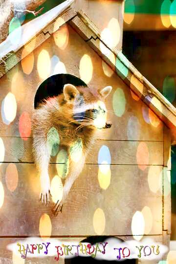 FX №160689 Raccoon in the house bokeh  background Happy Birthday card