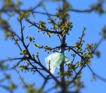 FX №161802  Plastic in tree