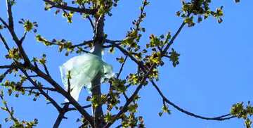 FX №161795 Plastic bag in tree