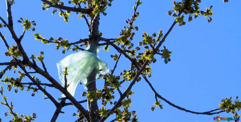 Plastic bag in tree №23975