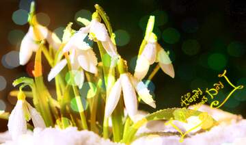 FX №162703  Spring backgrounds happy valentines day  background with  snowdrops flowers