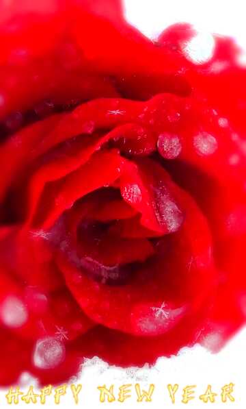 FX №162171 Снежинки падают на красную розу