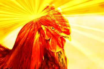 FX №164095 The head of rooster sunlight rays