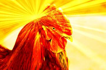 FX №164095 The head of rooster sunlight rays