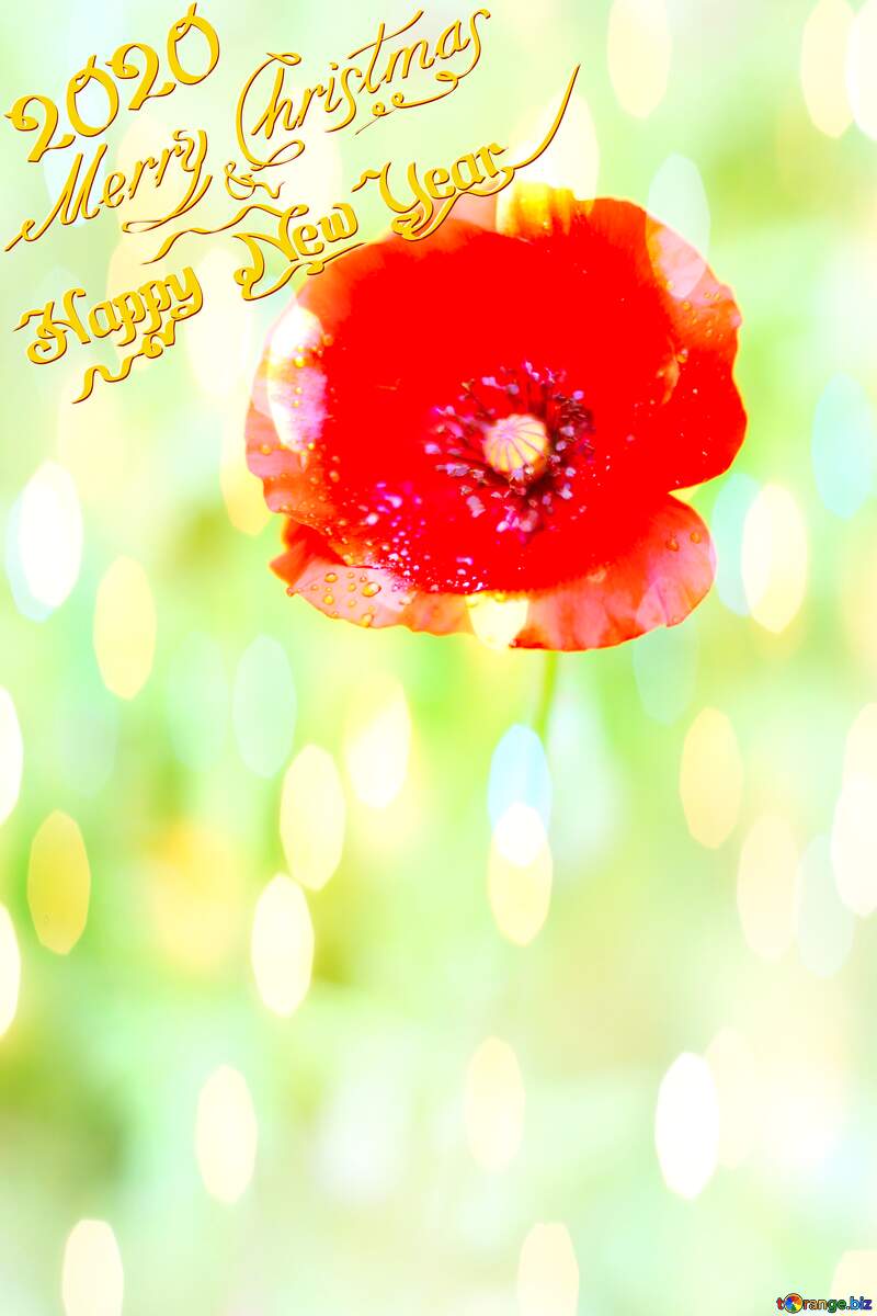 Poppy Flower Card  Merry Christmas background №34260