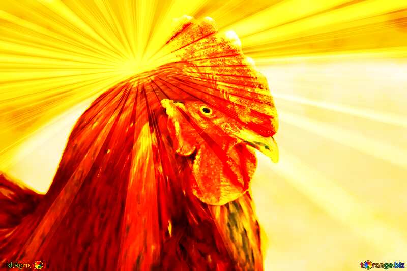 The head of rooster sunlight rays №1183