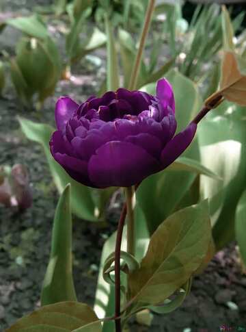 FX №165386 tulips plants