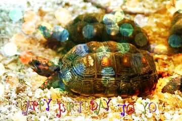 FX №165842 Coal turtle happy birthday card
