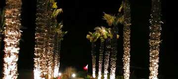 FX №165557 Palms at night
