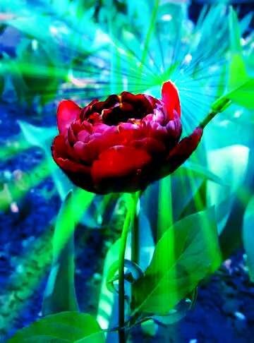 FX №165522 tulips sunlight rays