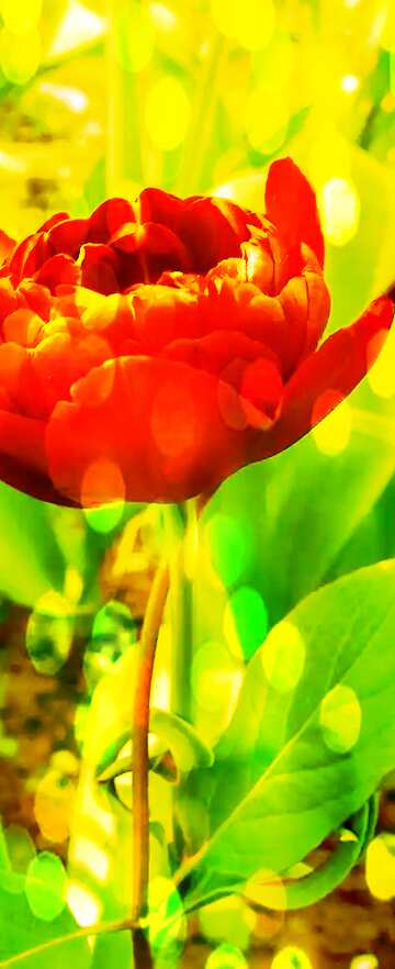 FX №165384 tulips plants bokeh background