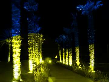 FX №165591  night palms road