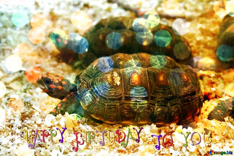 Coal turtle happy birthday card №11157