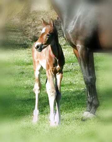 FX №166349 The foal
