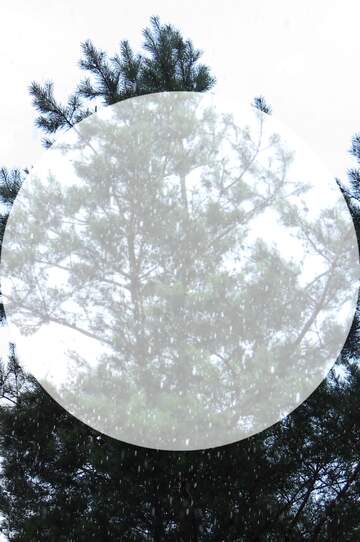FX №166663 white circle on tree image