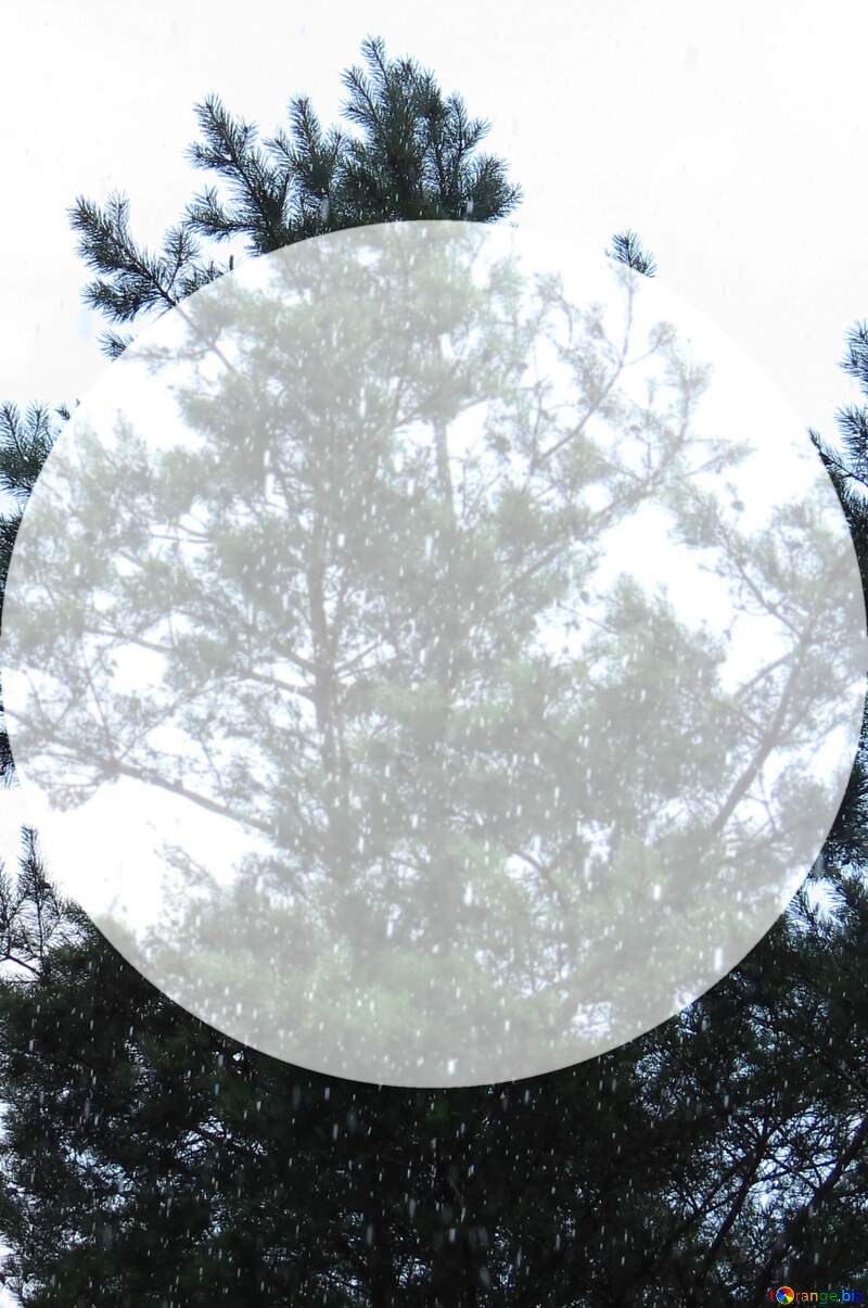 white circle on tree image №22299