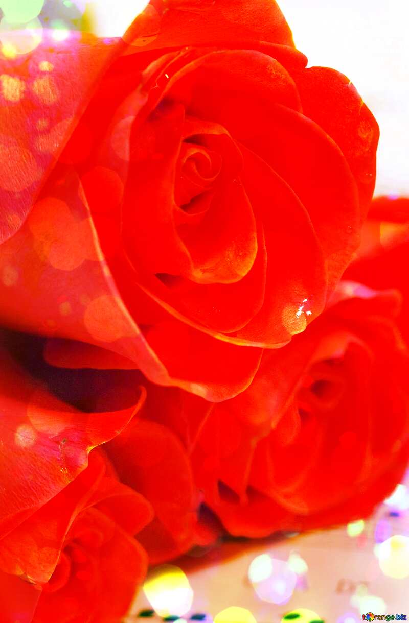  Roses Bokeh colored background №7202