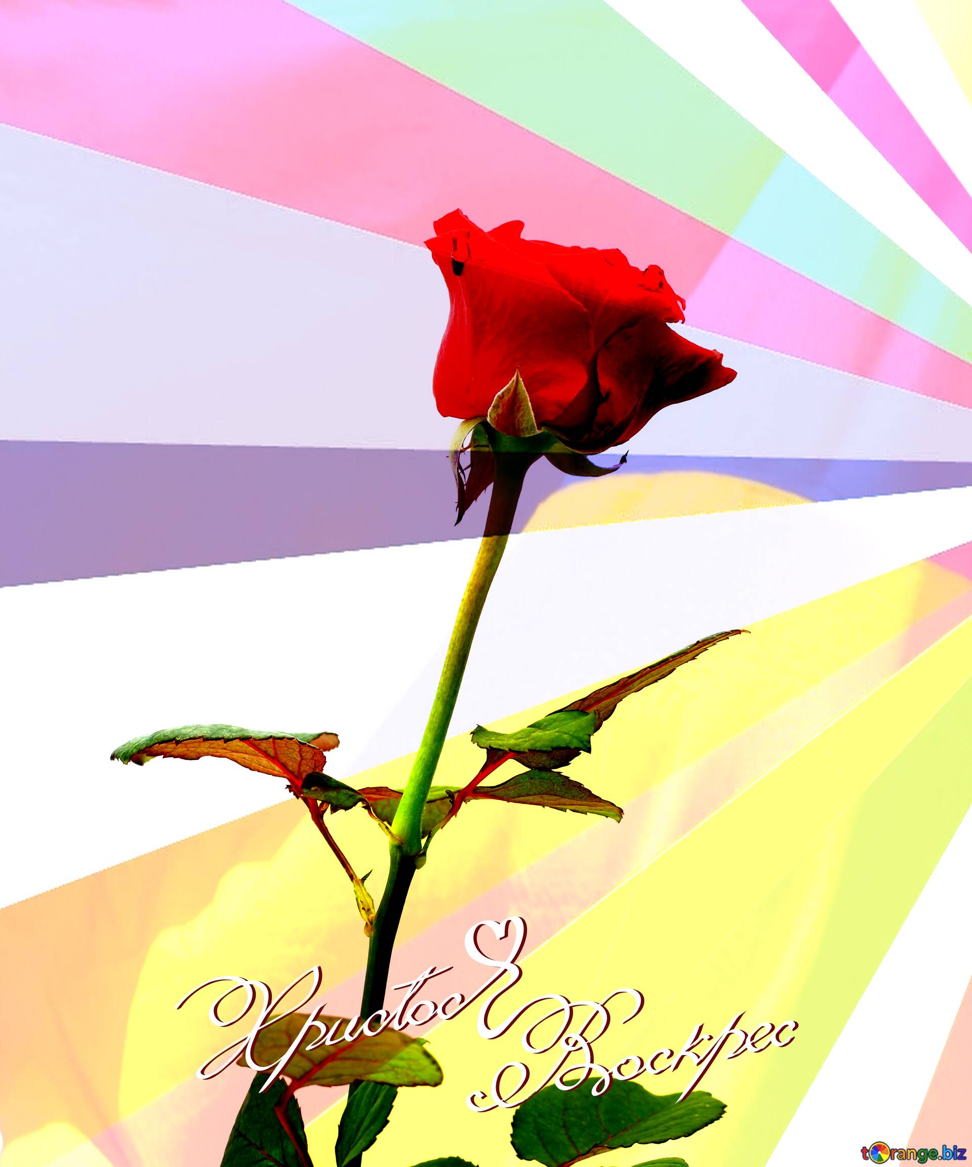 Download free picture Russian easter card with red rose on CCBY