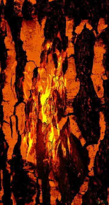 FX №168681 Fire birch
