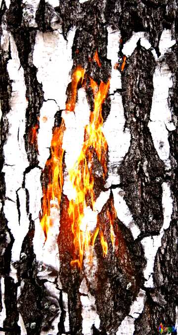 FX №168693 Fire birch