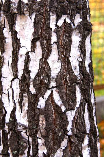 FX №168677 Texture wood birch  
