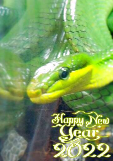 FX №168533 Year of snake