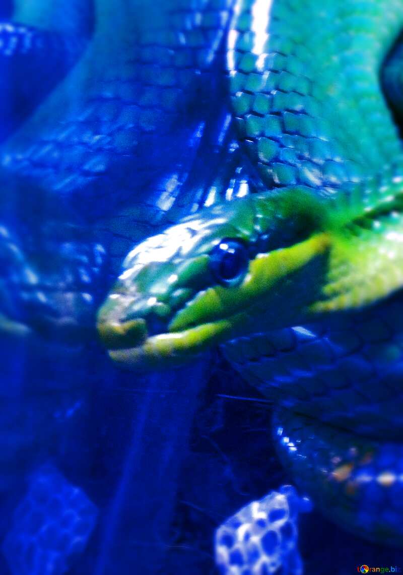 Blue snake №10665