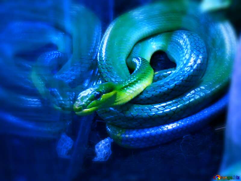 green  snake №10665