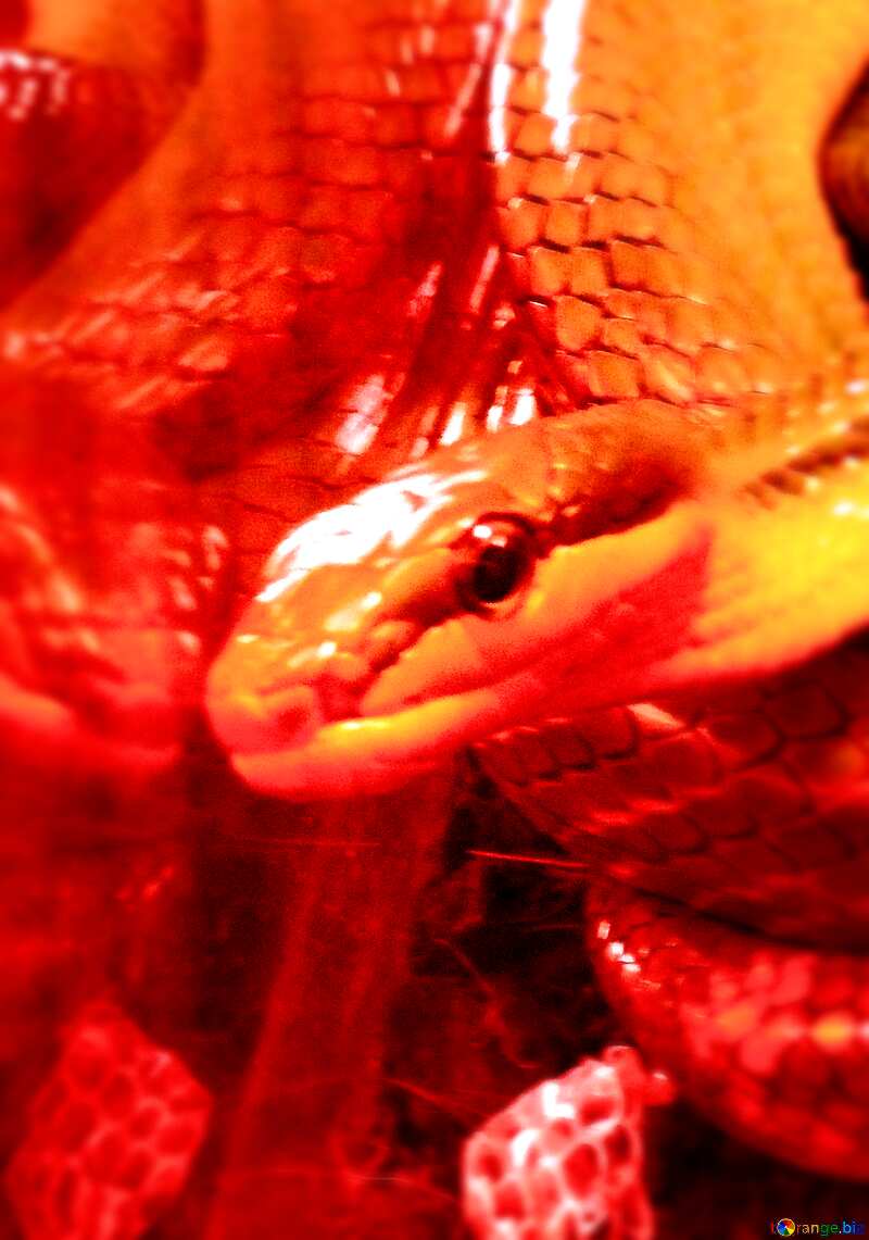 Red snake №10665