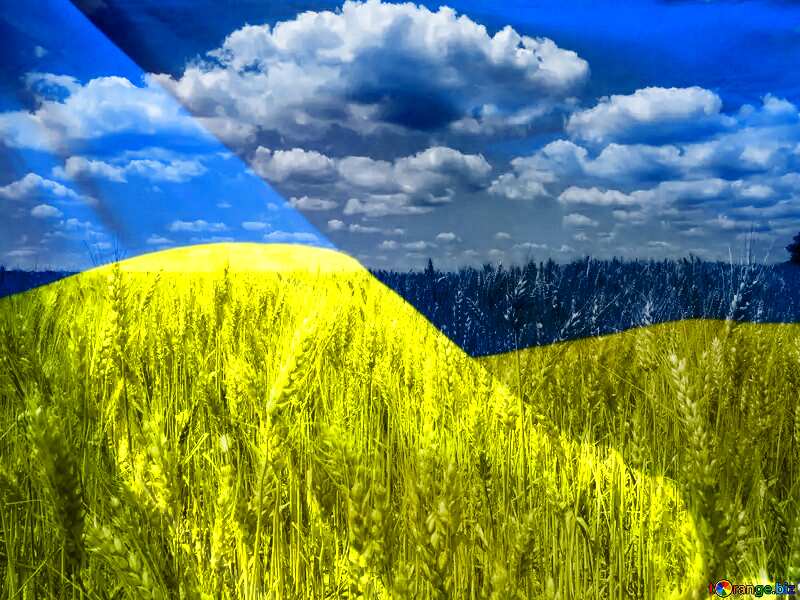 Ukraine Organic farming №27245