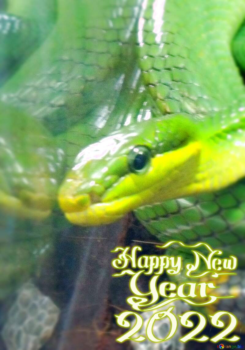 Year of snake №10665