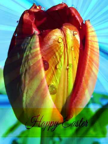 FX №169841 Dew on flower Inscription Happy Easter on Background with Rays of sunlight