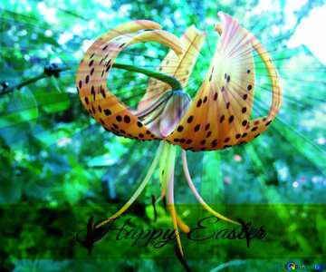 FX №169934 Flower Tiger Lily Inscription Happy Easter on Background with Rays of sunlight