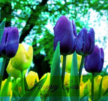 FX №169724 Flowers tulips Inscription Happy Easter on Background with Rays of sunlight