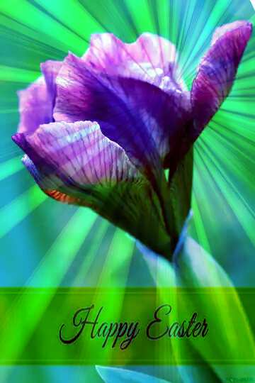 FX №169638 Iris flower bud Inscription Happy Easter on Background with Rays of sunlight