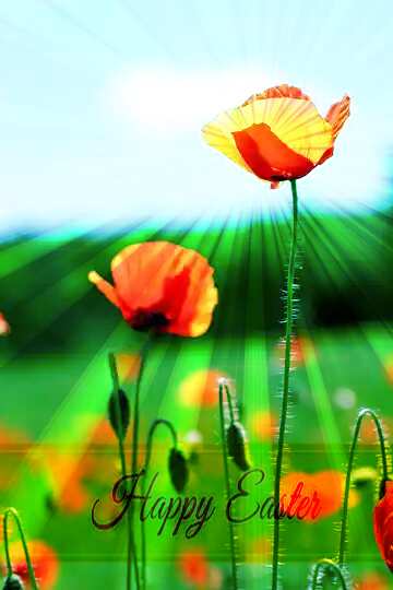 FX №169680 Red poppy flower Inscription Happy Easter on Background with Rays of sunlight